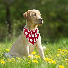 Load image into Gallery viewer, The Pet Bandana - Add Your Logo!