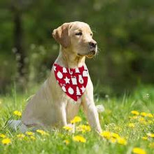 Load image into Gallery viewer, The Pet Bandana - Add Your Logo!
